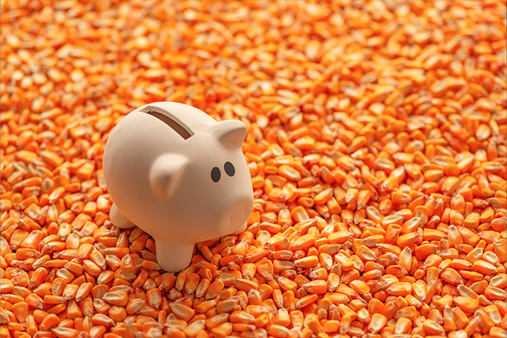 O que são commodities? : imagem mostra um cofre de porquinho sobre grãos de milho